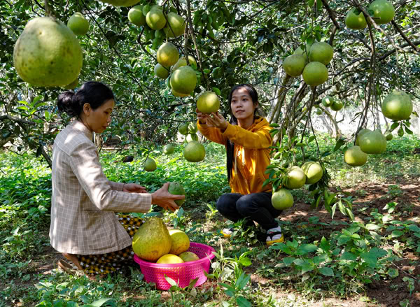 Bưởi T&acirc;n Triều l&agrave; t&agrave;i sản được bảo hộ sở hữu tr&iacute; tuệ