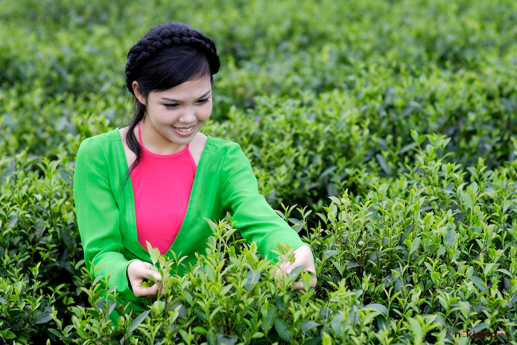 Ch&egrave; T&acirc;n Cương đ&atilde; được bảo hộ sở hữu tr&iacute; tuệ nhưng chưa ph&aacute;t huy được hết t&aacute;c dụng