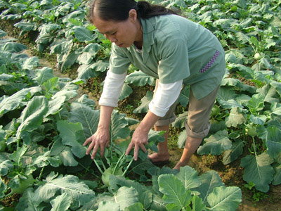 Ph&ograve;ng chống ung thư, bổ sung chất sắt tốt nhờ su h&agrave;o