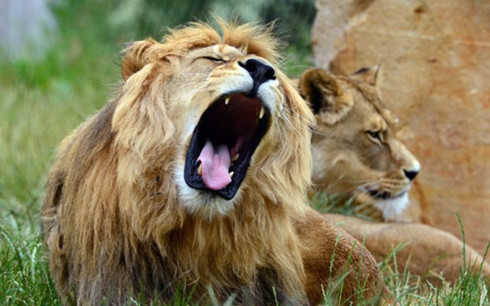 Sư tử xổng chuồng, &lsquo;rủ nhau đi dạo&rsquo; quanh thủ đ&ocirc; Kenya
