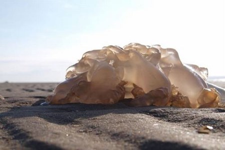 Những con sứa khổng lồ n&agrave;y ho&agrave;n to&agrave;n v&ocirc; hại