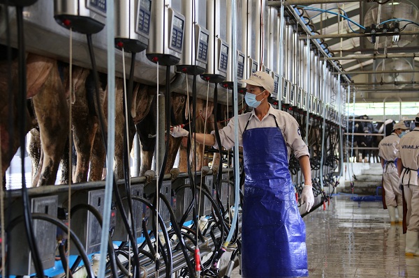 Hệ thống vắt sữa tự động hiện đại tại Trang trại b&ograve; sữa Vinamilk Nghệ An