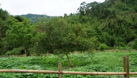 Khu vực l&aacute;n rẫy nạn nh&acirc;n Vi Văn Đo&agrave;n