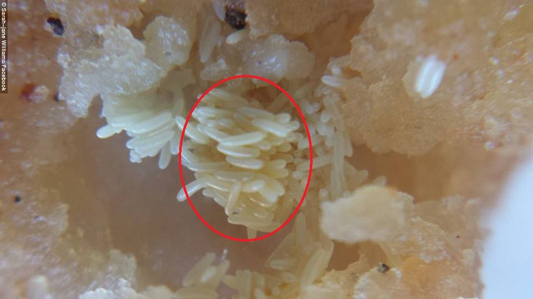 Cận cảnh ổ trứng ruồi l&uacute;c nh&uacute;c b&ecirc;n trong miếng g&agrave; r&aacute;n KFC