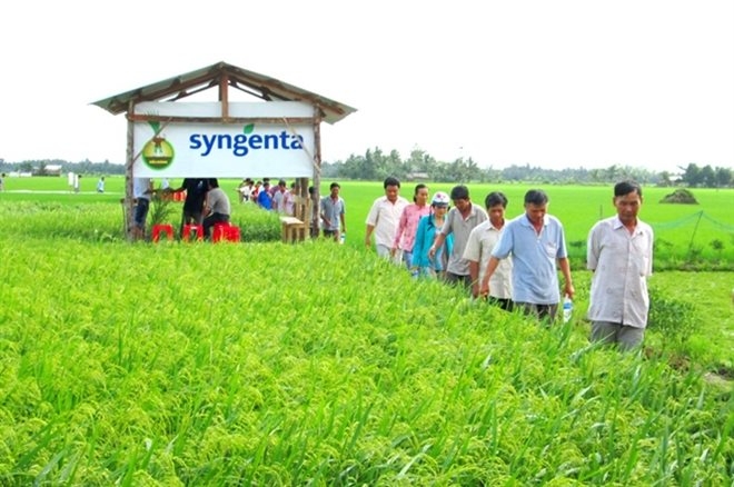 Trong năm 2016, Syngenta sẽ chuyển giao cho Việt Nam 3 giống ng&ocirc; mới c&oacute; năng suất chất lượng vượt trội