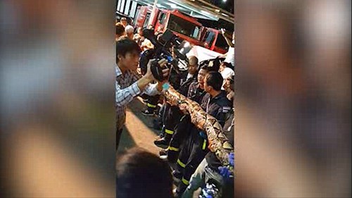 Việc trăn khổng lồ xuất hiện tại một nơi như kh&aacute;ch sạn khiến nhiều người lo lắng
