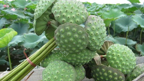Chống l&atilde;o h&oacute;a cũng l&agrave; b&agrave;i thuốc hiệu quả của hoa sen trong kho mẹo vặt gia đ&igrave;nh