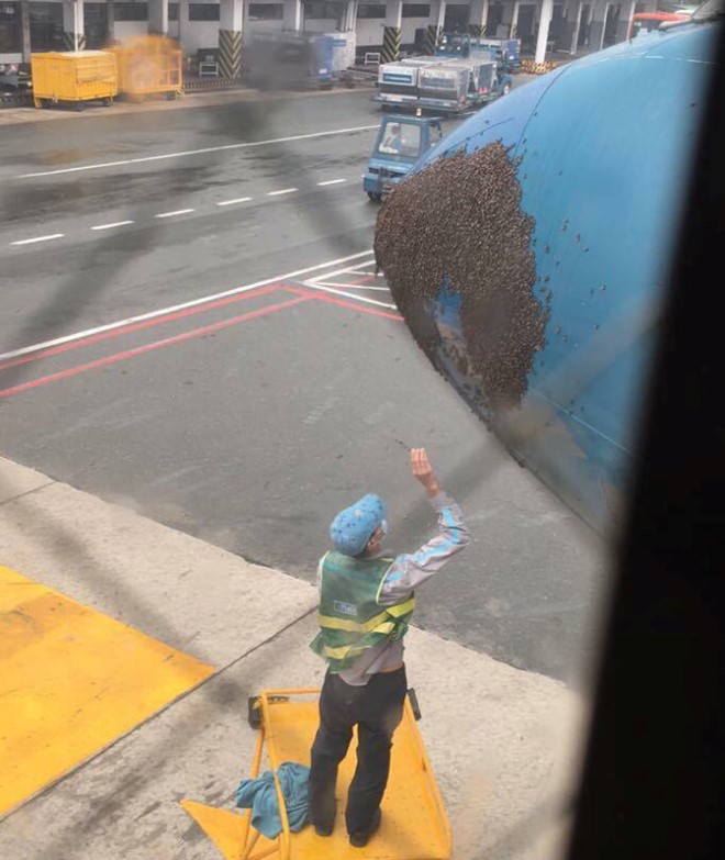 Do tai nạn hy hữu bị ong &lsquo;tấn c&ocirc;ng&rsquo; m&agrave; m&aacute;y bay Vietnam Airlines bị trễ gần 40 ph&uacute;t