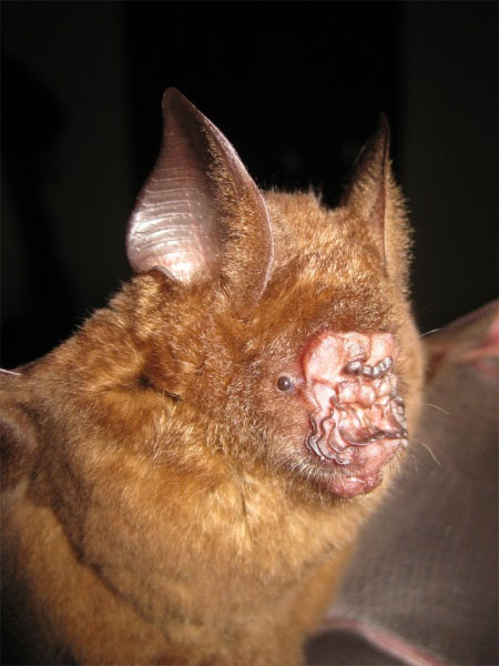 Dơi mũi l&aacute; Griffin (Hipposideros griffini) l&agrave; lo&agrave;i mới được ph&aacute;t hiện tại lưu vực s&ocirc;ng M&ecirc; K&ocirc;ng trước kia