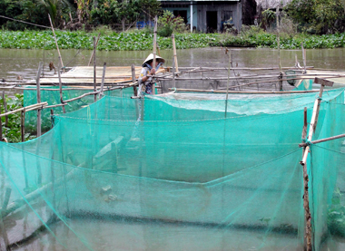 Nu&ocirc;i c&aacute; l&oacute;c trong v&egrave;o c&oacute; nhiều ưu điểm hơn nu&ocirc;i trong ao thả lan