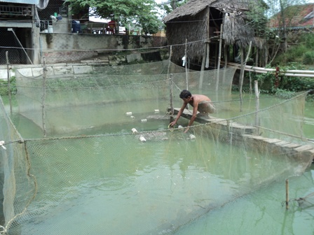 năng suất cao (c&aacute; l&oacute;c từ 600-800 kg/10m2, c&aacute; tr&ecirc; v&agrave;ng gặt năng suất từ 100-150kg/10m2)