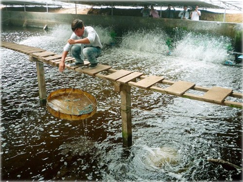 Anh Hải b&ecirc;n m&ocirc; h&igrave;nh nu&ocirc;i t&ocirc;m trong nh&agrave; k&iacute;nh cho năng suất cao