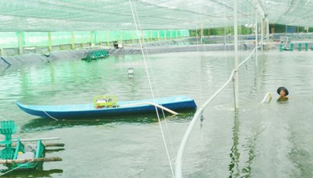 Kỹ thuật nu&ocirc;i t&ocirc;m trong nh&agrave; lưới gi&uacute;p ngăn được đ&aacute;ng kể c&aacute;c vi khuẩn ph&aacute;t t&aacute;n theo kh&ocirc;ng kh&iacute; x&acirc;m nhập v&agrave;o ao nu&ocirc;i t&ocirc;m cũng như điều chỉnh được nhiệt độ cần thiết. Những điểm lưu &yacute; ch&iacute;nh ch&iacute;nh bao gồm: Kỹ thuật đ&agrave;o ao nu&ocirc;i t&ocirc;m trong nh&agrave; lưới: Ao nu&ocirc;i t&ocirc;m được đ&agrave;o &acirc;n xuống l&ograve;ng đất khoảng từ 1,7m-22m; Vị tr&iacute; ao nu&ocirc;i nếu c&oacute; nước lu&acirc;n chuyển ra v&agrave;o thường xuy&ecirc;n c&agrave;ng tốt hoặc d&ugrave;ng m&aacute;y để bơm định kỳ lu&acirc;n chuyển một phần nước. Độ dốc khi đ&agrave;o ao đảm bảo xi&ecirc;n khoảng 60 độ trở l&ecirc;n. Đ&aacute;y ao c&oacute; hướng dốc về một b&ecirc;n để tiện thu hoạch; C&oacute; thể căn cứ v&agrave;o độ rộng để thiết kế những luống xi&ecirc;n hỗ trợ dọn b&ugrave;n v&agrave; chất bẩn cũng như thu hoạch t&ocirc;m. Khi đ&agrave;o ao, cần c&oacute; &yacute; đồ ph&acirc;n chia giữa ao giống v&agrave; ao nu&ocirc;i  lớn: Nhằm tiết kiệm thời gian cũng như điều khiển nhiệt độ th&iacute;ch hợp theo y&ecirc;u cầu từng th&aacute;ng tuổi. Kỹ thuật phơi đ&aacute;y ao nu&ocirc;i t&ocirc;m trong nh&agrave; lưới: Trước khi trải bạc cần phải phơi ao nhằm tr&aacute;nh sự 