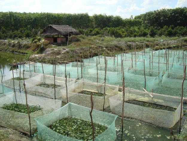  l&agrave;m lồng bằng lưới nilon thuận tiện cho qu&aacute; tr&igrave;nh chăm s&oacute;c ếch