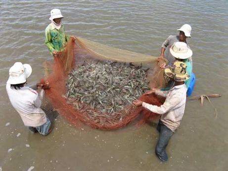 Quản l&yacute; tốt c&aacute;c yếu tố m&ocirc;i trường ao nu&ocirc;i t&ocirc;m s&uacute; gi&uacute;p tăng năng suất