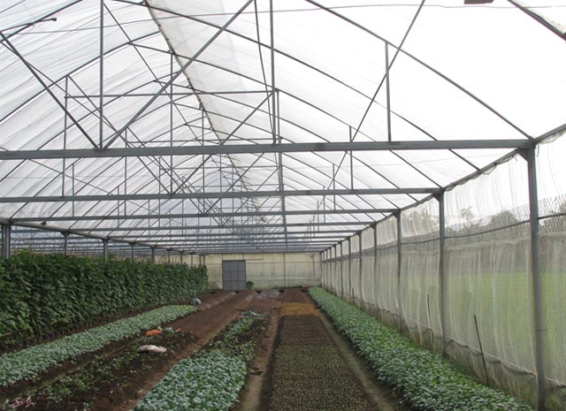 au trong nh&agrave; m&agrave;ng c&oacute; thời gian thu hoạch ngắn hơn 5 - 7 ng&agrave;y, năng suất đạt cao hơn 20%