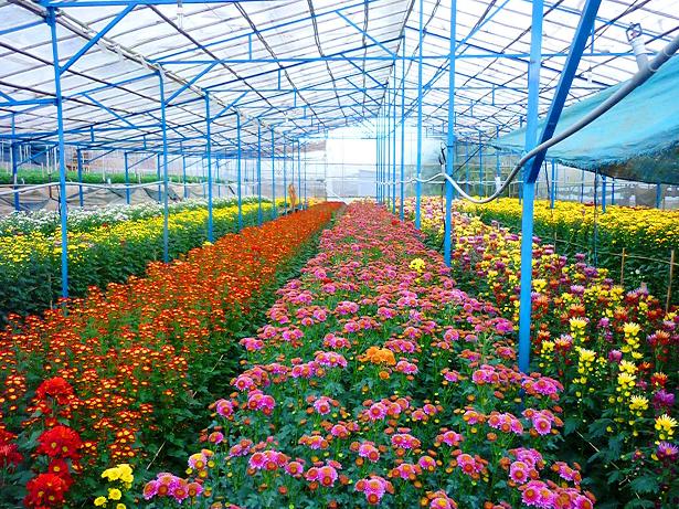 Hoa Đ&agrave; Lạt gặp t&igrave;nh trạng sản lượng tăng, gi&aacute; hoa giảm