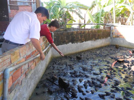 Ếch đồng lai ếch Th&aacute;i lan c&oacute; nhiều ưu điểm vượt trội