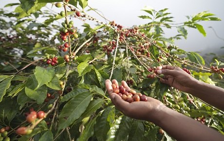 Dự &aacute;n cũng hỗ trợ tập huấn v&agrave; c&aacute;c biện ph&aacute;p khoa học kỹ thuật với nền tảng l&agrave; bộ quy tắc sản xuất c&agrave; ph&ecirc; bền vững của Tổ chức 4C cho hơn 100.000 lượt n&ocirc;ng d&acirc;n. Theo đ&oacute;, người n&ocirc;ng d&acirc;n được hướng dẫn c&aacute;ch tưới nước tiết kiệm, quản l&yacute; s&acirc;u bệnh, ủ ph&acirc;n hữu cơ vi sinh từ vỏ c&agrave; ph&ecirc;, b&oacute;n ph&acirc;n hợp l&yacute;, thu hoạch quả chin, gh&eacute;p cải tạo vườn c&agrave; ph&ecirc; gi&agrave; cỗi v&agrave; nhất l&agrave; bảo vệ m&ocirc;i trường. Từ chỉ hơn 1.500 n&ocirc;ng d&acirc;n Việt Nam đạt chứng nhận của tổ chức 4C n&agrave;y trong năm đầu ti&ecirc;n (2011), sau 5 năm đ&atilde; c&oacute; hơn 21.000 n&ocirc;ng d&acirc;n đạt chứng nhận.  Dự &aacute;n Nescaf&eacute; Plan thực hiện từ năm 2011 đến nay l&agrave; một phần trong cam kết của Nestl&eacute; nhằm tối ưu h&oacute;a c&aacute;c kh&acirc;u trong chuỗi cung ứng c&agrave; ph&ecirc; 