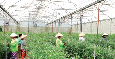 ứng dụng c&ocirc;ng nghệ cao trong n&ocirc;ng nghiệp l&agrave; c&aacute;ch tăng năng suất bền vững