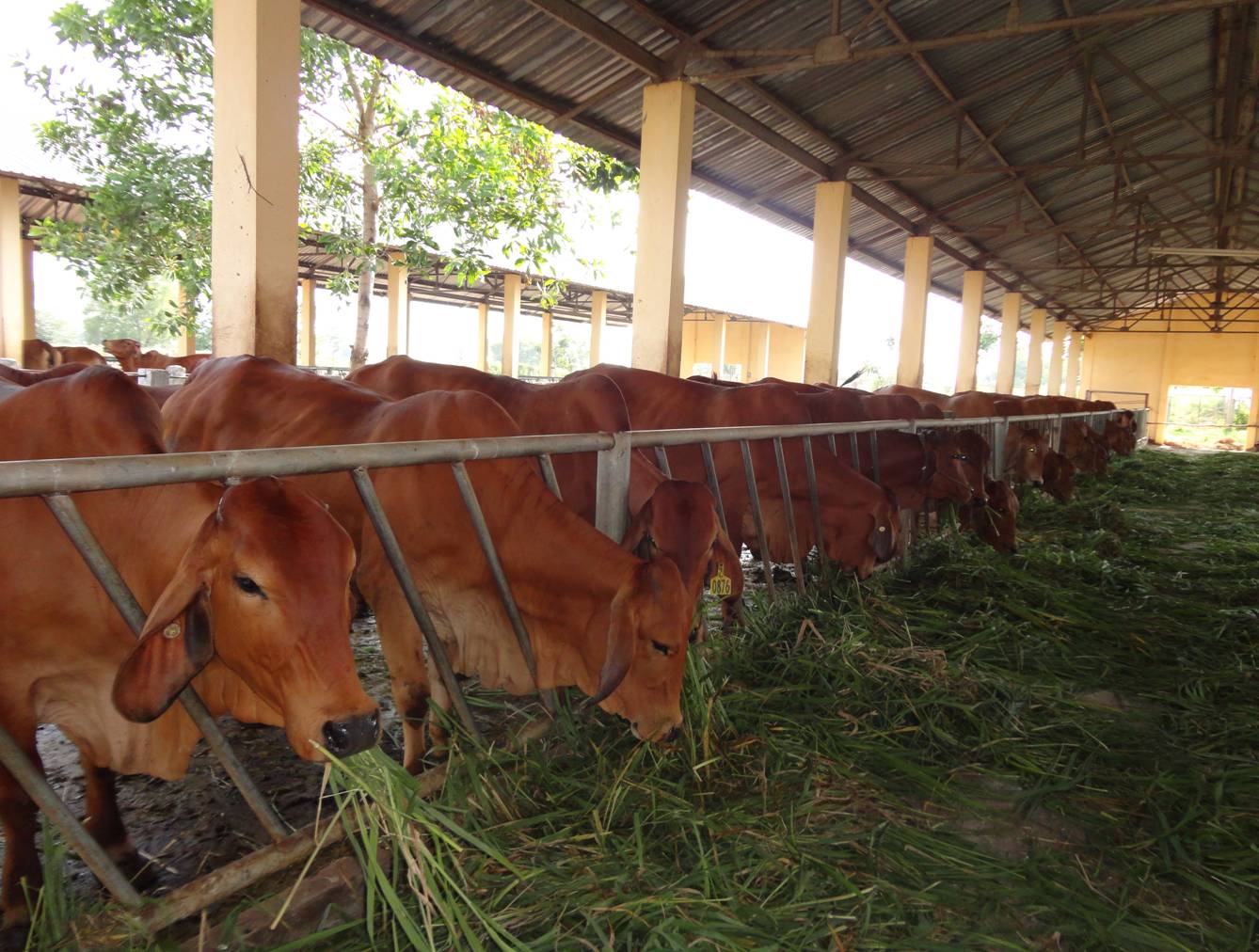 Đặt v&ograve;ng cho b&ograve; tăng năng suất sản xuất thịt l&ecirc;n tới 5%