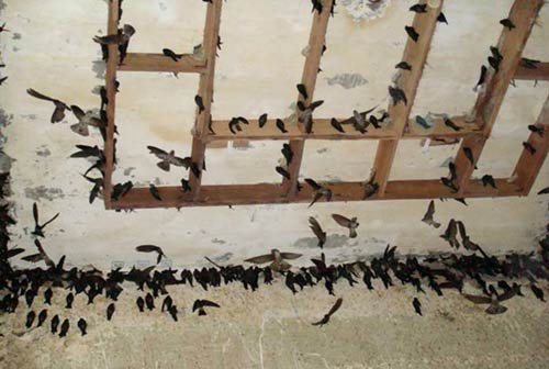 M&aacute;t ph&aacute;t tiếng k&ecirc;u chim yến l&agrave; c&ocirc;ng cụ để tăng năng suất nu&ocirc;i yến