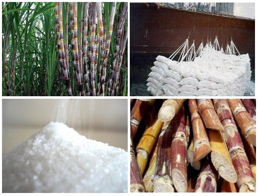 Cần tăng năng suất, tăng sức cạnh tranh cho ng&agrave;nh c&ocirc;ng nghiệp m&iacute;a đường trong tiến tr&igrave;nh hội nhập