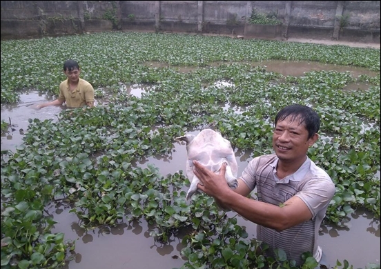 Ao nu&ocirc;i gh&eacute;p kh&ocirc;ng cần b&oacute;n ph&acirc;n v&igrave; những chất thải của ba ba sẽ cung cấp 13Win1 nhập link nhà cái cho c&aacute;.