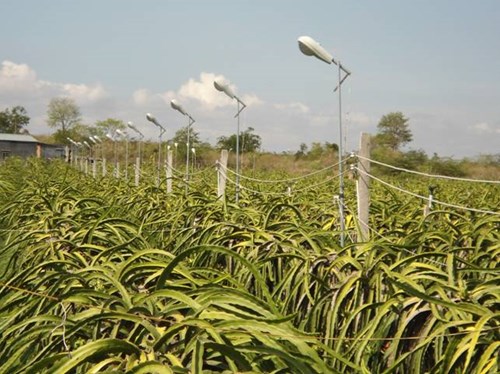 Một vườn thanh long dùng đèn cao áp chiếu sáng để tăng năng suất Một vườn thanh long dùng đèn cao áp chiếu sáng để tăng năng suất