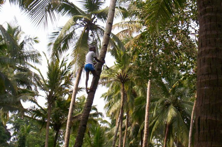 Nghi&ecirc;n cứu ph&aacute;t triển m&aacute;y leo dừa gi&uacute;p người d&acirc;n Ấn Độ tăng năng suất, giảm thiểu rủi ro khi thu hoạch