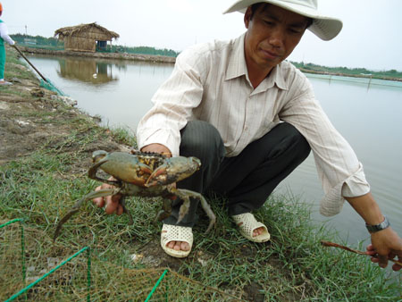 Cua biển nu&ocirc;i trong ao đất cho chất lượng cao đồng đều
