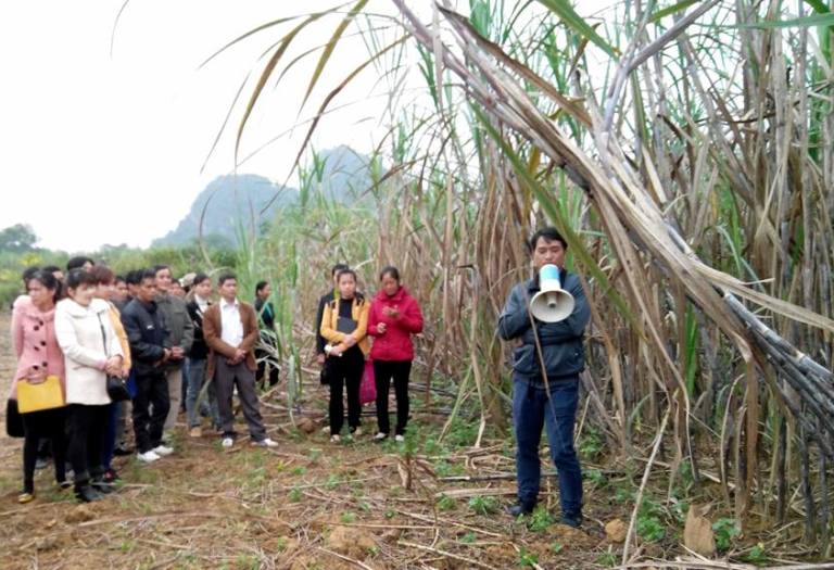 Năm 2015, từ nguồn kinh ph&iacute; của Trung t&acirc;m Khuyến n&ocirc;ng Quốc gia, Trung t&acirc;m Khuyến n&ocirc;ng &ndash; Khuyến ngư H&ograve;a B&igrave;nh đ&atilde; triển khai m&ocirc; h&igrave;nh &ldquo;Sản xuất th&acirc;m canh tổng hợp cho c&acirc;y m&iacute;a phục vụ chế biến đường c&ocirc;ng nghiệp&rsquo;&rsquo; tại x&atilde; Hưng Thi, huyện Lạc Thủy với quy m&ocirc; 05 ha v&agrave; 05 hộ tham gia. M&ocirc; h&igrave;nh c&oacute; đầu tư x&acirc;y dựng hệ thống tưới nước tự động tr&ecirc;n to&agrave;n bộ diện t&iacute;ch bằng m&aacute;y h&uacute;t nước động cơ 3 pha.  Tham gia dự &aacute;n, b&agrave; con được hỗ trợ 100% giống m&iacute;a ROC 22; 50% vật tư, ph&acirc;n b&oacute;n; 75% thiết bị điện nước v&agrave; m&aacute;y bơm nước. Ngo&agrave;i ra, c&aacute;c hộ c&ograve;n được tham gia tập huấn, hướng dẫn kỹ thuật trồng v&agrave; th&acirc;m canh c&acirc;y m&iacute;a từ trồng, chăm s&oacute;c, ph&ograve;ng trừ s&acirc;u bệnh cho đến thu hoạch. Ngo&agrave;i những hộ tham gia dự &aacute;n th&igrave; 20 hộ c&oacute; diện t&iacute;ch trồng m&iacute;a tr&ecirc;n địa b&agrave;n cũng được tập huấn để n&acirc;ng cao kiến thức về th&acirc;m canh c&acirc;y m&iacute;a.  Hiện tại, qua theo d&otilde;i t&igrave;nh h&igrave;nh tr&ecirc;n đồng ruộng c&acirc;y m&iacute;a sinh trưởng v&agrave; ph&aacute;t triển tốt, t&igrave;nh h&igrave;nh s&acirc;u bệnh được khống chế kịp thời, năng suất ước đạt tr&ecirc;n 70 tấn/ha, chữ đường đạt tr&ecirc;n 11%.  Từ kết quả bước đầu cho thấy việc &aacute;p dụng đồng bộ c&aacute;c biện ph&aacute;p kỹ thuật trong th&acirc;m canh m&iacute;a (giống mới, tưới nước đầy đủ, b&oacute;n ph&acirc;n c&acirc;n đối hợp l&yacute;, ph&ograve;ng trừ s&acirc;u bệnh kịp thời) th&igrave; năng suất, sản lượng sẽ được n&acirc;ng l&ecirc;n một c&aacute;ch đ&aacute;ng kể. M&ocirc; h&igrave;nh được b&agrave; con n&ocirc;ng d&acirc;n trong khu vực đ&aacute;nh gi&aacute; cao, l&agrave; điểm tham quan học tập cho c&aacute;c hộ kh&aacute;c trong to&agrave;n tỉnh.