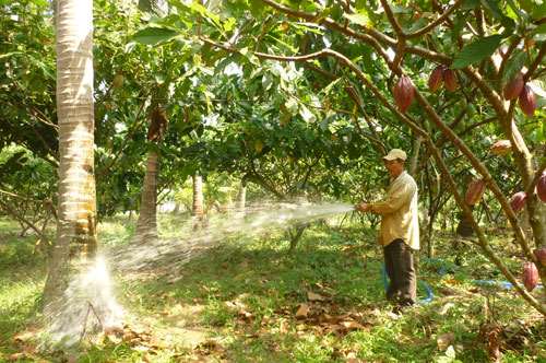 trồng dừa xen ca cao l&agrave;m tăng 55% năng suất dừa so với trồng chuy&ecirc;n