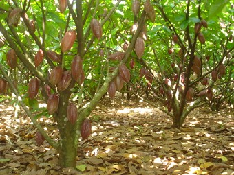 Tỉa cảnh tạo t&aacute;n l&agrave; biện ph&aacute;p h&agrave;ng đầu để ca cao cho năng suất cao
