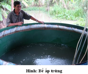 Bể d&ugrave;ng để ấp trứng c&aacute; r&ocirc; đồng sau khi sinh sản nh&acirc;n tạo