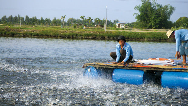 Tiến h&agrave;nh ph&ograve;ng bệnh cho c&aacute; bằng c&aacute;ch vệ sinh m&ocirc;i trường, chủ động ti&ecirc;u diệt mầm bệnh