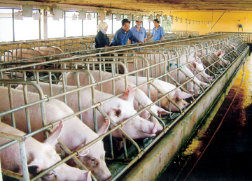 g&agrave;nh chăn nu&ocirc;i n&ecirc;n tập trung v&agrave;o c&aacute;c biện ph&aacute;p n&acirc;ng cao năng suất đầu ra th&ocirc;ng qua c&ocirc;ng nghệ mới