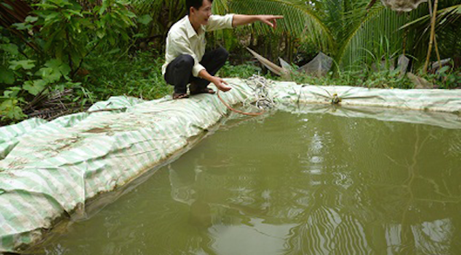Ương t&ocirc;m c&agrave;ng xanh trong bể nổi trải bạt đem lại năng suất cao cho b&agrave; con n&ocirc;ng d&acirc;n
