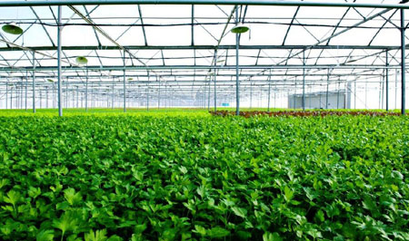 Dự &aacute;n nh&agrave; k&iacute;nh VinEco Tam Đảo
