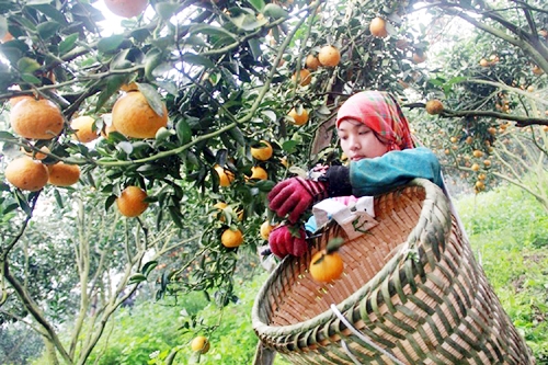 Việc &aacute;p dụng quy tr&igrave;nh VietGap gi&uacute;p năng suất chất lượng cam s&agrave;nh H&agrave; Giang tăng cao