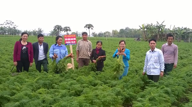 B&oacute;n ph&acirc;n cũ năng suất chỉ khoảng 1 tấn/ s&agrave;o, b&oacute;n ph&acirc;n Silic năng suất được n&acirc;ng l&ecirc;n gần 2 tấn/s&agrave;o