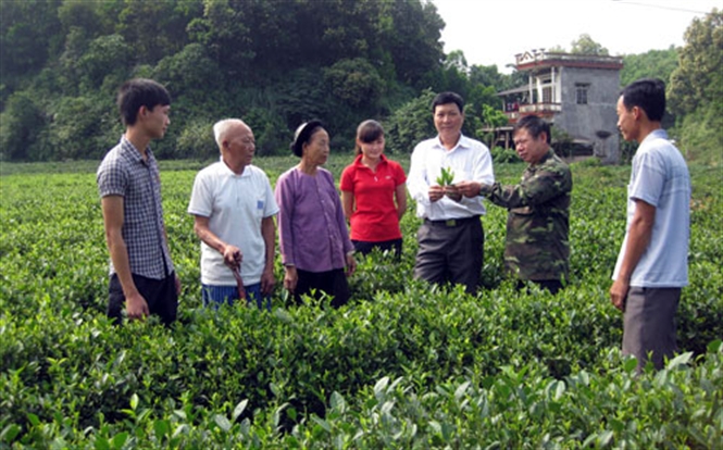 Tăng năng suất chất lượng của c&acirc;y ch&egrave; Th&aacute;i Nguy&ecirc;n l&agrave; mục ti&ecirc;u đề &aacute;n