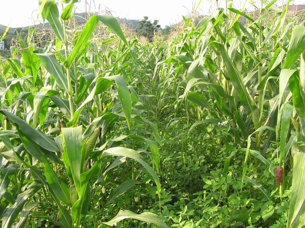 M&ocirc; h&igrave;nh trồng ng&ocirc; xen canh lạc đem lại năng suất cao từ cả 2 giống