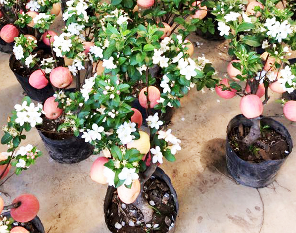 Những chậu t&aacute;o cảnh chơi Tết c&oacute; xuất xứ Trung Quốc, quả đỏ đẹp như thế n&agrave;y được rao b&aacute;n với gi&aacute; 3 triệu đồng/c&acirc;y