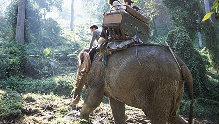 Nhiều vụ tai nạn hy hữu th&uacute; rừng tấn c&ocirc;ng người li&ecirc;n tiếp xảy ra trong thời gian gần đ&acirc;y