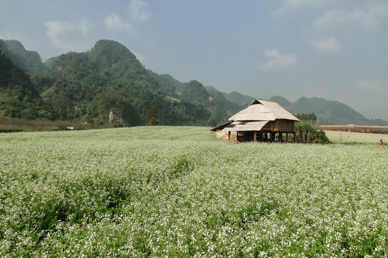 Mộc Ch&acirc;u trắng ngần hoa cải v&agrave;o dịp du lịch Tết dương lịch 2015