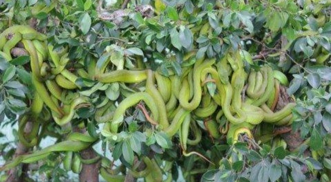 Những khu vực dễ c&oacute; rắn lục đu&ocirc;i đỏ ở TPHCM l&agrave; quận 9, quận 12, huyện Củ Chi, H&oacute;c M&ocirc;n&hellip;