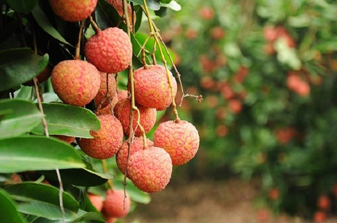 Ngo&agrave;i ra cũng kh&ocirc;ng n&ecirc;n ăn vải khi đ&oacute;i