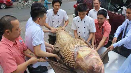 Con c&aacute; h&ocirc; khủng nặng 130kg phải nhiều người mới c&oacute; thể b&ecirc; đỡ. 
