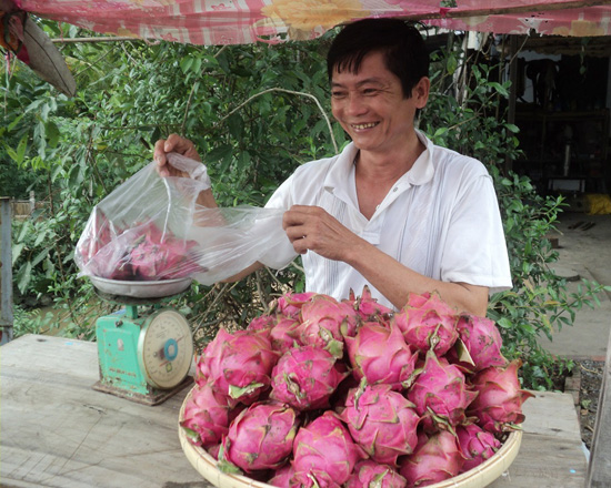 Gi&aacute; thanh long ruột đỏ tăng cao trong dịp Tết Nguy&ecirc;n đ&aacute;n 2016 gi&uacute;p b&agrave; con n&ocirc;ng d&acirc;n tỉnh Tr&agrave; Vĩnh thu l&atilde;i lớn
